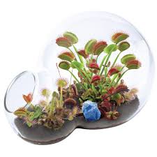 Unique Gardener Double Sphere Glass Terrariums Carnivorous Venus Flytrap Growarium Indoor Garden Terrarium Indoor Seed Starter Kit 5528125 The Home Depot Venus Fly Trap Garden Kits Carnivorous Plants Terrarium