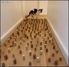 Show your fealty by posting them here. Quarantine Challenges Funny Obstacle Challenge For Cats No 1 Cat Gif Site