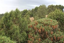 Image result for Lepidotrichilia volkensii