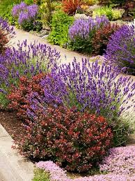 Smart Design Ideas For Hellstrip Plantings Plants Front Yard Landscaping Garden Shrubs