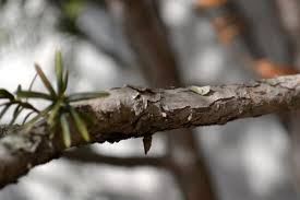 Image result for Eremospatha cuspidata