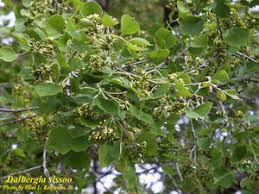 Image result for Dalbergia sissoo