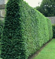 Image result for Živý plot z habru