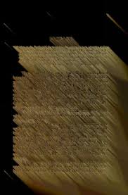 Image result for Droguetia ambigua