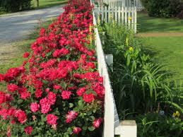 Knockout roses care is easy, we share 5 smart tips on growing, caring for and shaping beautiful knock out roses bushes and trees. Pin On Garden Spaces