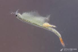 田んぼにあらわれる“生きた化石”たち｜世界淡水魚園水族館 アクア・トト ぎふ - 岐阜県各務原市の水族館