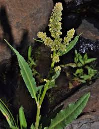 Image result for Rumex