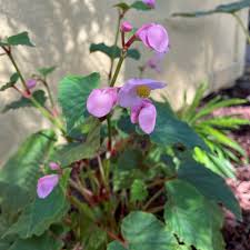 Image result for Rungia grandis