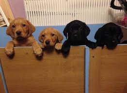Maybe you would like to learn more about one of these? Little Labrador Retriever Puppies For Sale In Eugene Oregon Classified Americanlisted Com