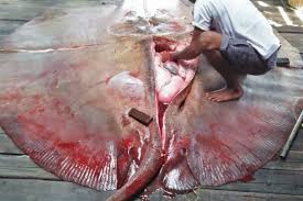 That's why ikan pari harus dibasuh dengan betul sebelum nak masak. Pari Air Tawar Archives Mongabay Co Id Mongabay Co Id