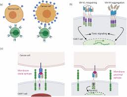 The details of the research were. Car T Design Elements And Their Synergistic Function Ebiomedicine