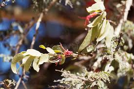 Image result for Plicosepalus