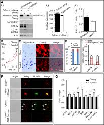First and foremost, submissions must be about stefanie! Fundc1 Is Necessary For Proper Body Axis Formation During Embryogenesis In Zebrafish Scientific Reports X Mol