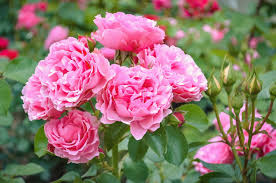 Die meisten modernen hybriden tees, floribundas, grandifloras, miniaturen und modernen sträucher werden immer blühend, wiederkehrend blühend oder frei blühend (remontant) genannt, während viele alte gartenrosen entweder einmal im jahr oder einmal im frühling. So Bluhen Ihre Rosen Langer