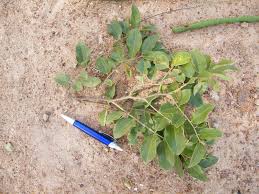 Image result for Cassia sieberiana