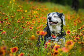 These growths can appear anywhere on the body. 7 Signs Of Aging In Senior Dogs