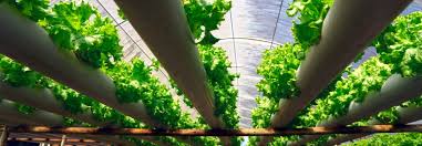 Do the advantages supersede the problems? Ce Este Agricultura HidroponicÄ Èi Unde Se Poate Practica
