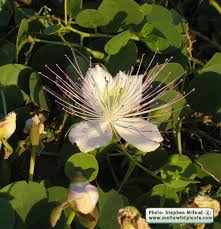 Image result for Capparis citrifolia