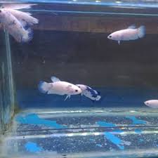 Dari 300 telur hanya lima yang menjadi blue rim, kata anggota staf pengajar bahasa indonesia di universitas indraprasta pgri (unindra), jakarta. Ikan Cupang Hias Blue Rim Burayak Anakan Shopee Indonesia