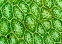 If it is not specific and several organelle types are stained it will be hard to differentiate using light microscopy. Thinking Like A Chloroplast Things Under A Microscope Plant Cell Aesthetic Iphone Wallpaper