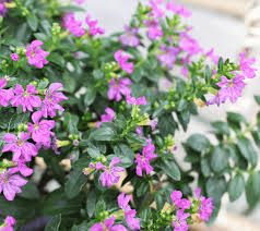 Image result for Cuphea