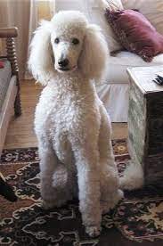 We did not find results for: Standard Poodle Dog Breed Information And Pictures