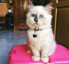 Daftar harga kucing persia mix dome, himalaya, medium, peaknose & flatnose. Ini Dia Harga Kucing Himalaya Kucing Lucu Dengan Wajah Mirip Boneka Yoadit Com