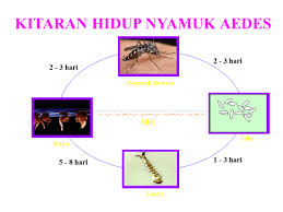 Posted by unknown at 18:39. Http Jkt Kpkt Gov My Jkt Resources Pdf Persidangan 2016 Persidangan 20kesihatan Paper 8 Cadangan Garis Panduan Kawalan Nyamuk Di Kaw Pbt Pdf