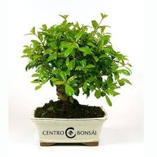 Eugenia je krásná bonsai, říká se jí australská třešeň, která má nádherné květy a následně dekorativní červené mezi nejpůvabnější bonsaje bezesporu patří eugenia, která je příbuznou známější myrty. Bonsai 8 Anos Eugenia Sp Centro Bonsai Online