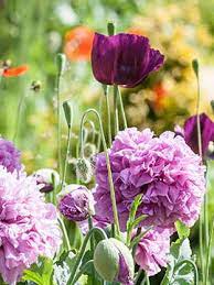 If you need a pleasanton florist then contact them today! Obituary Of Nancy A Borelli Ingersoll Greenwood Funeral Home Serv