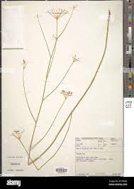 Image result for Deverra burchellii