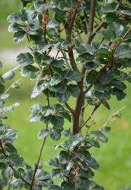 Image result for Fagus sylvatica Cockleshell