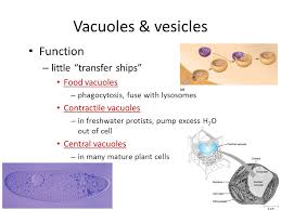 Animal cell in closer look. Photo Album By Darcy Plant And Animal Cells Under The Microscope 1 What Indicators Were Used To Help View Some Organelles Under The Microscope 2 What Ppt Download