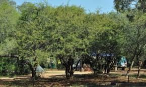 Image result for Eugenia woodii