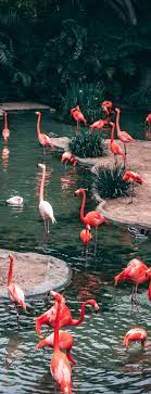 Top 10 Zoos In The Usa To Take Your Kids To Wild Animal Wallpaper Zoo Zoo Animals