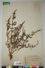 Image result for Pollichia