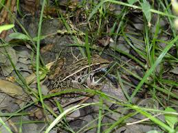 Image result for Leptochloa obtusiflora