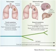 Removing a larger area of the lung is called segmental resection. Non Small Cell Lung Cancer Nature Reviews Disease Primers