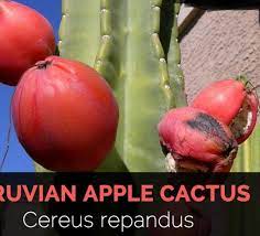 Morning sun • water requirements: Peruvian Apple Cactus Cuttings Buy Sell Online Plant Seeds And Bulbs With Cheap Price Lazada Ph