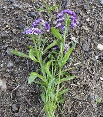 Image result for Mellera lobulata