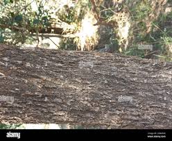 Image result for Spirostachys