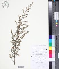 Image result for Indigofera pulchra