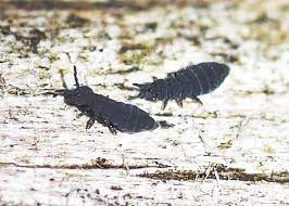 Springtails live in soil, especially soil amended with compost, in leaf litter and organic mulches, and under bark or decaying wood. Semi Aquatic Springtails Field Station