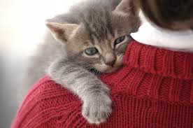 Over 200 unique cat names for various fandoms. Cat Names The Top 100 Male And Female Cat Names Of 2020