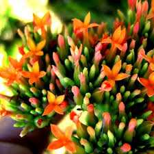 Image result for Kalanchoe rotundifolia