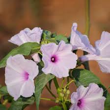 Image result for Ipomoea carnea