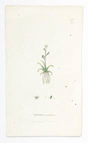 Image result for Subularia