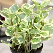 Image result for Olax obtusifolia