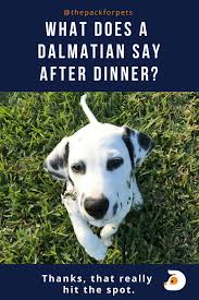 What Does A Dalmatian Say After Dinner Thanks That Really Hit The Spot Pet Puns Dog Walking Pets