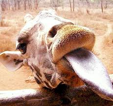 Cibo che poi rimasticano quando sono a riposo. Come Dormono Le Giraffe Foto Quanto E Dove Dorme La Giraffa Natura 2021